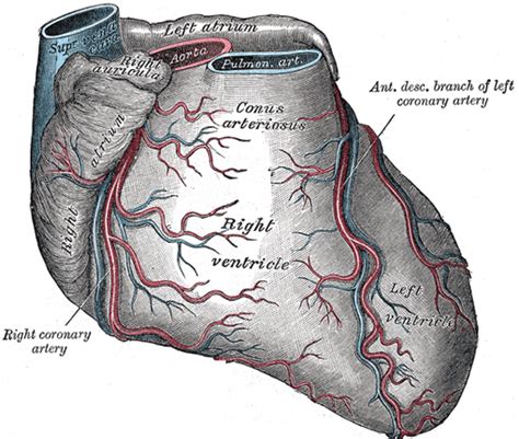 The Heart - Human Anatomy