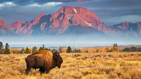 Download Grand Teton National Park USA Wyoming Animal American Bison HD Wallpaper