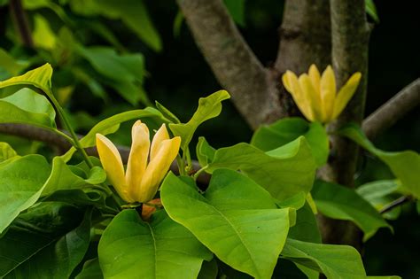 Yellow Magnolia Flower Blossom - Free photo on Pixabay