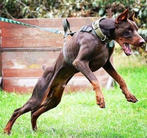 Beautiful example of a fit, working Doberman (bitework), something ...