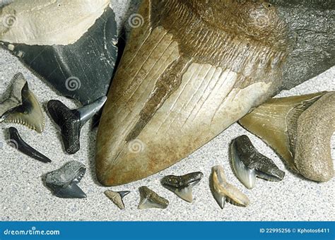 Fossilized shark teeth stock photo. Image of florida - 22995256