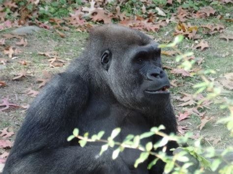 A Family of Gorillas in the Bronx | off the leash