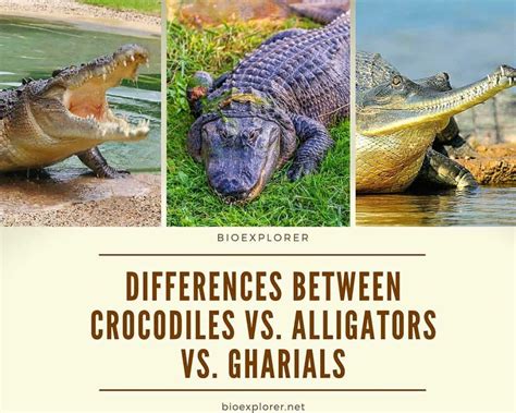 Differences Between Crocodiles and Alligators and Gharials | BioExplorer