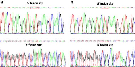 DNA sequencing reveals that genes were correctly placed in the plasmid.... | Download Scientific ...