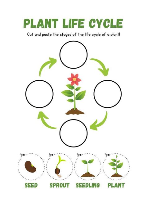 Life Cycle of a Plant Cut and Paste Worksheet Flower Life Cycle ...