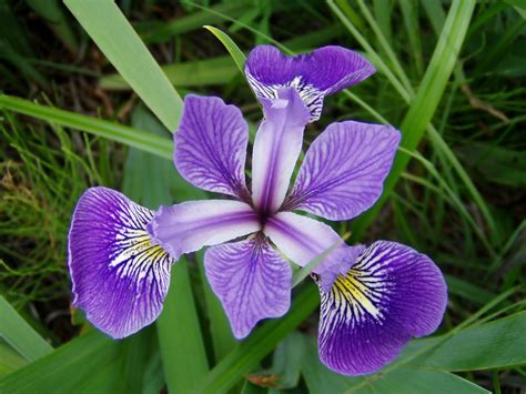 File:Iris versicolor 3.jpg - Wikipedia