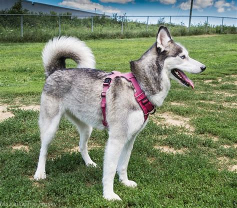 East Siberian Laika Dog Breed Information - All You Need To Know | Dog ...