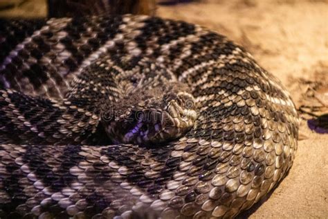 Eastern Diamondback Rattlesnake In Everglades National Park, Florida Stock Photo - Image of ...