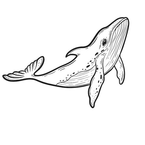 Premium Vector | Blue whale hand drawn vector illustration