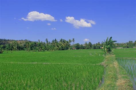 Sawah Padi Hijau - Foto gratis di Pixabay - Pixabay