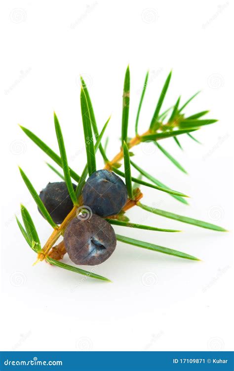 Juniper Berries (juniperus Communis). Stock Image - Image of green, berries: 17109871