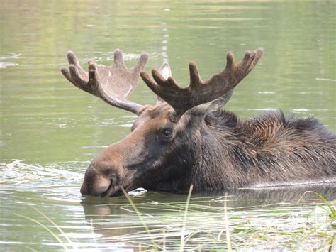 Swimming moose. | Animals, Moose, Swimming