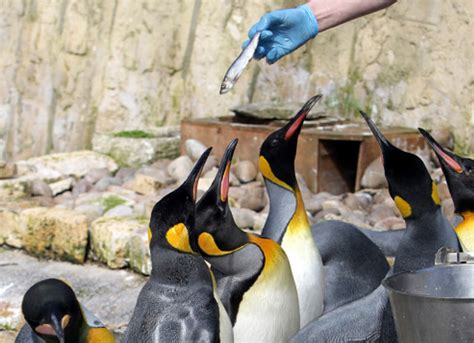 11.00 Penguin Feeding Display - Birdland Park & Gardens