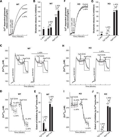 Figure 1 from The inhibition of release by mGlu 7 receptors is independent of the Ca 2 þ channel ...