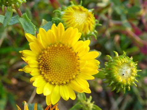 Ray florets and disk florets - photos of Grindelia Squarrosa, Asteraceae