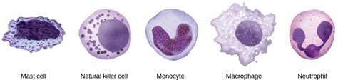 12.2 Innate Immunity – Concepts of Biology-1st Canadian Edition