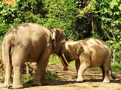 Lok Kawi Wildlife Park, Kota Kinabalu | Wildlife park, Wildlife, Animals