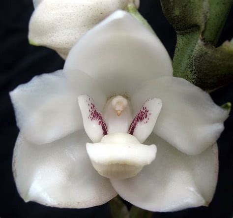 PERISTERIA ELATA Flor del Espíritu Santo | Ghost orchid, Orchids, Rare flowers