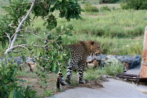 Leopard, Kruger National Park, South Africa | Kruger Nationa… | Flickr
