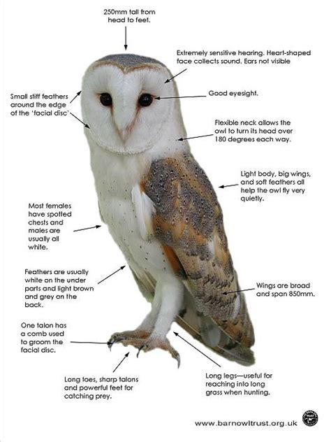 Barn Owl facts - All you need to know about Barn Owls