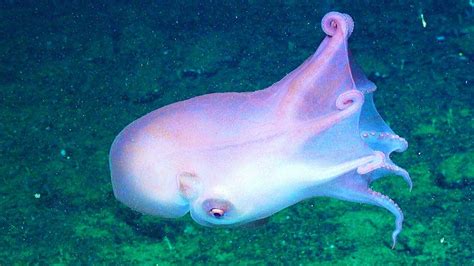 The sexy seven arm octopus with a hidden love-making arm - ABC listen