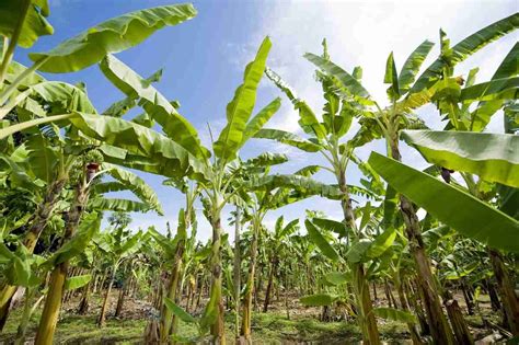 Organic Banana Farming, Cultivation Practices | Agri Farming