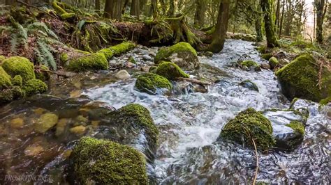 Peaceful Forest River - Soothing River Sounds | Redtown Medow Trail ...