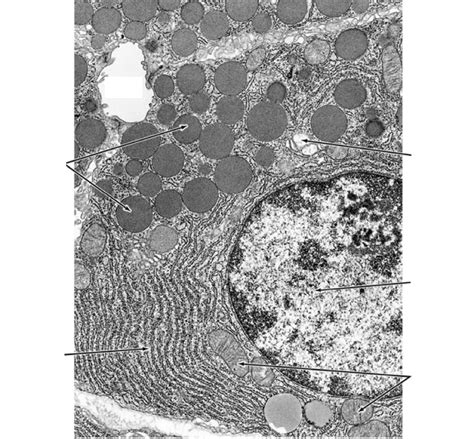 exocrine cell of pancreas electron micrograph labelling Diagram | Quizlet