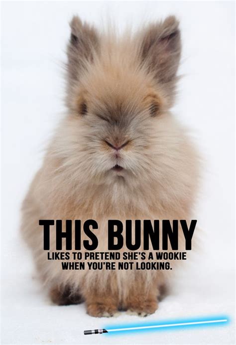 63 best Bunny memes images on Pinterest | Pets, Adorable animals and ...