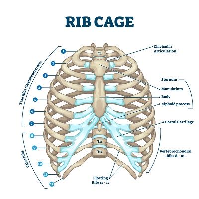 Signs and Symptoms of a Broken Rib After a Crash | Law Offices of Gary Martin Hays & Associates ...