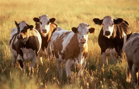 Cows Free Stock Photo - Public Domain Pictures