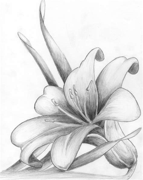 lilly drawing by max-chaney on DeviantArt Pencil Drawings Of Flowers, Beautiful Flower Drawings ...