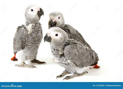 3 Baby Parrots Isolated On White Stock Photo - Image: 11512810