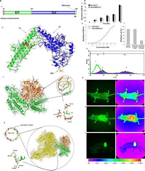 Functional studies of tCoa-RGD fusion proteins. (A) Modeling, docking ...