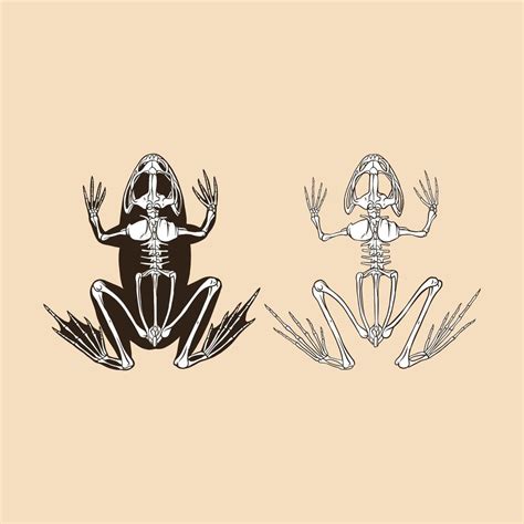 Skeleton frog vector illustration 12761849 Vector Art at Vecteezy