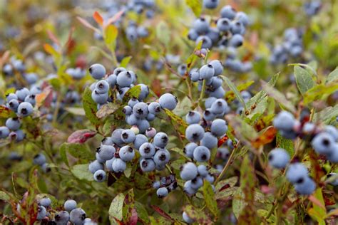U.S. government agrees to help Maine wild blueberry industry | Economy ...