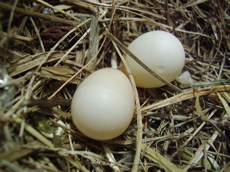 Gouldian eggs today | One is two-toned (I wonder if it's mea… | Flickr ...