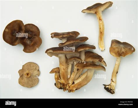 Clustered Grey Gill Mushroom, Lyophyllum decastes Stock Photo - Alamy