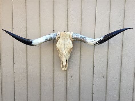 Texas Longhorn Skulls #261 – Texas Mounted Longhorns