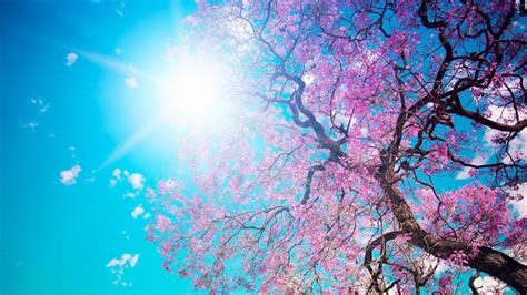 Top 59+ blue cherry blossom wallpaper super hot - in.cdgdbentre