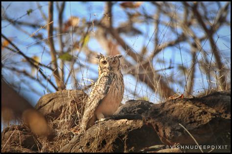 2.Indian-Eagle-Owl | Pugdundee Safaris blog