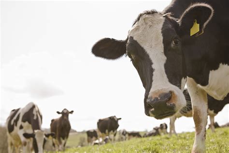 The Average Income of a Cattle Rancher | Chron.com