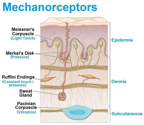 Mechanoreceptors | Medical school studying, Physiology, Anatomy and physiology