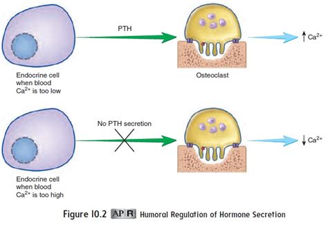 Control of Hormone Secretion