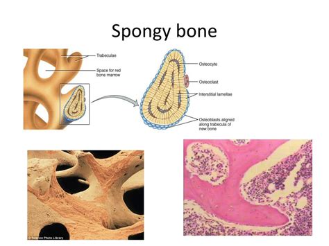 PPT - Types and Histology of Bones PowerPoint Presentation, free download - ID:2079111