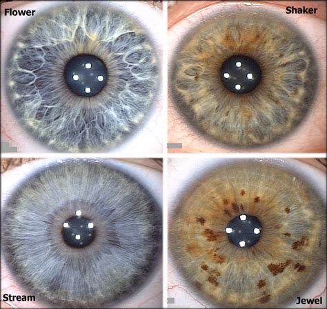 The four iris types that correspond with the four energy types. Flower ...