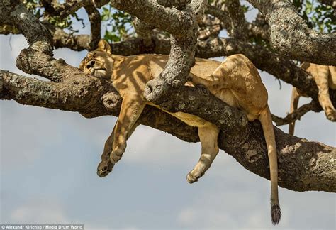 Lions sleep 20ft up as a tree to find shade in Serengeti National Park ...