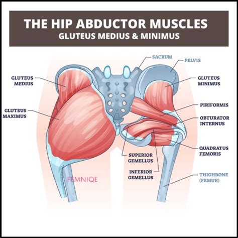 Image showing the hip abductor muscles worked with Seated Banded Hip Abductions - Femniqe