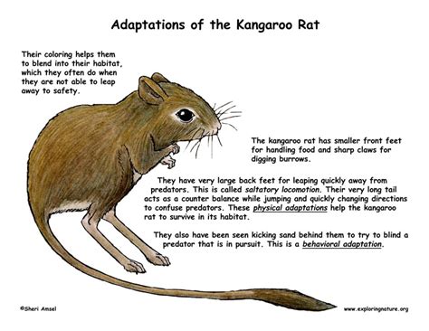 Adaptations of the Kangaroo Rat