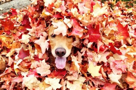 17 Dogs Delighted By Leaf Piles-main - Ashford Paws